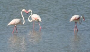 Flamencos en las Salinas de Calpe