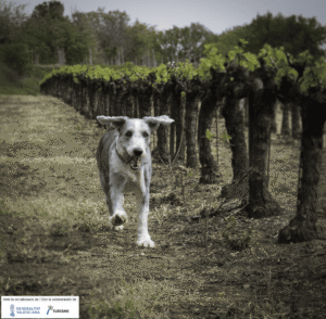 Enoturismo con perro en la Marina Alta. Perro corriendo entre las hileras de cepas de un viñedo durante una escapada de enoturismo